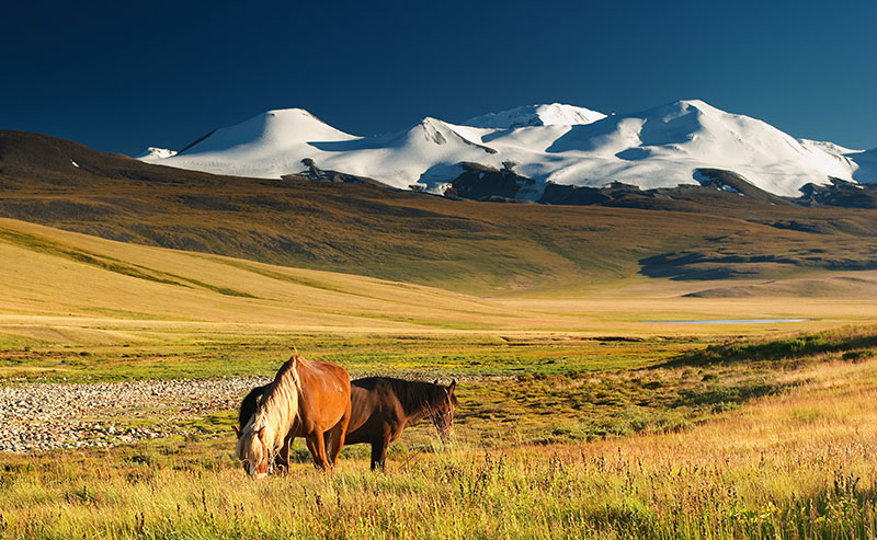 mongolie steppes chevaux